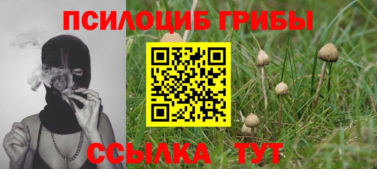 Псилоцибиновые грибы Cubensis Приморско-Ахтарск